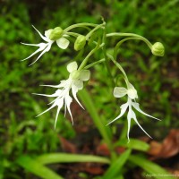 <i>Habenaria crinifera</i>  Lindl.